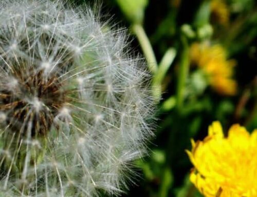Is your community like a dandelion?